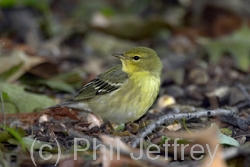 Blackpoll Warbler