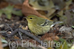 Blackpoll Warbler