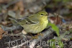 Blackpoll Warbler