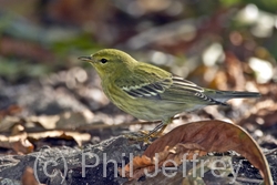 Blackpoll Warbler