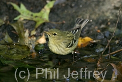 Blackpoll Warbler