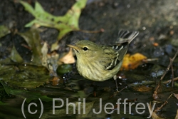 Blackpoll Warbler