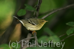 Blackpoll Warbler