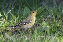 Blackpoll Warbler