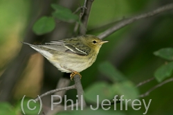 Blackpoll Warbler