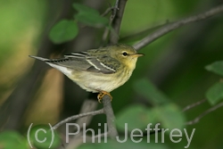 Blackpoll Warbler