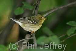 Blackpoll Warbler