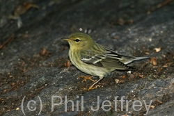 Blackpoll Warbler