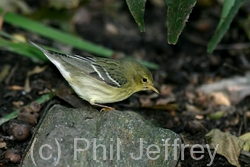 Blackpoll Warbler