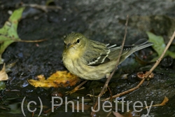 Blackpoll Warbler