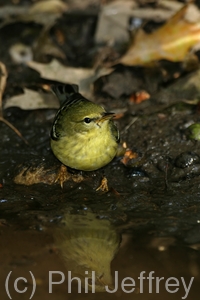 Blackpoll Warbler