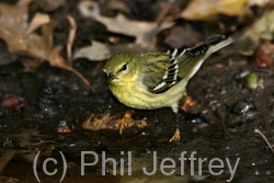 Blackpoll Warbler