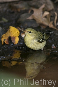 Blackpoll Warbler