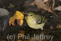 Blackpoll Warbler