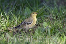 Blackpoll Warbler