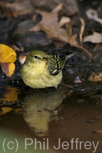 Blackpoll Warbler