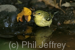 Blackpoll Warbler