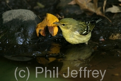 Blackpoll Warbler