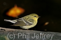 Blackpoll Warbler