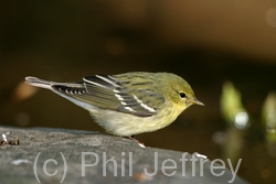 Blackpoll Warbler