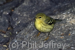 Blackpoll Warbler