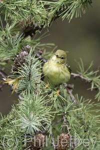 Blackpoll Warbler