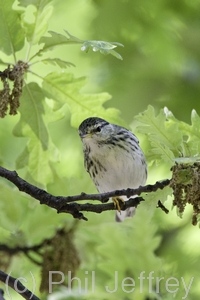 Blackpoll Warbler