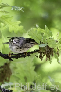 Blackpoll Warbler