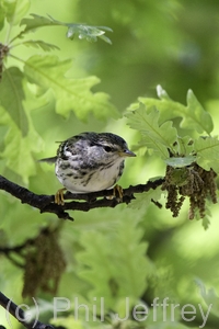 Blackpoll Warbler