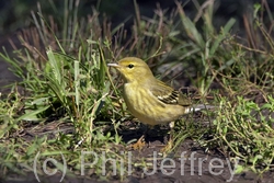 Blackpoll Warbler