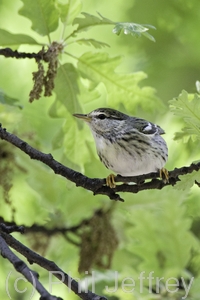 Blackpoll Warbler