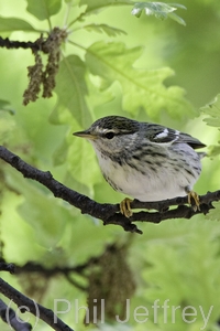 Blackpoll Warbler