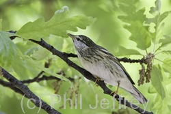 Blackpoll Warbler