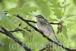 Blackpoll Warbler