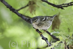 Blackpoll Warbler