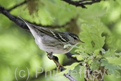 Blackpoll Warbler