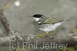 Blackpoll Warbler