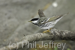 Blackpoll Warbler