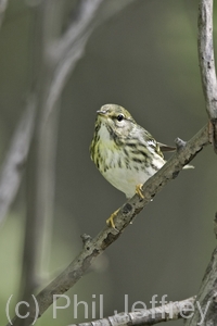 Blackpoll Warbler