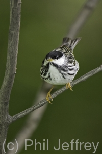 Blackpoll Warbler