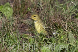 Blackpoll Warbler