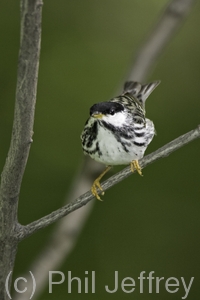 Blackpoll Warbler