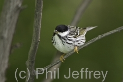 Blackpoll Warbler