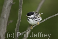 Blackpoll Warbler