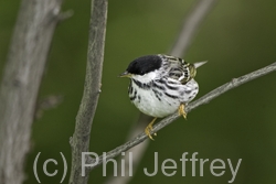 Blackpoll Warbler