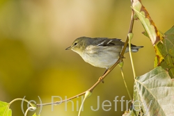 Blackpoll Warbler