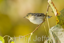 Blackpoll Warbler