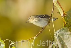 Blackpoll Warbler