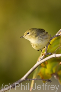 Blackpoll Warbler