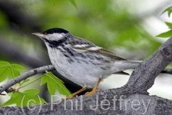 Blackpoll Warbler